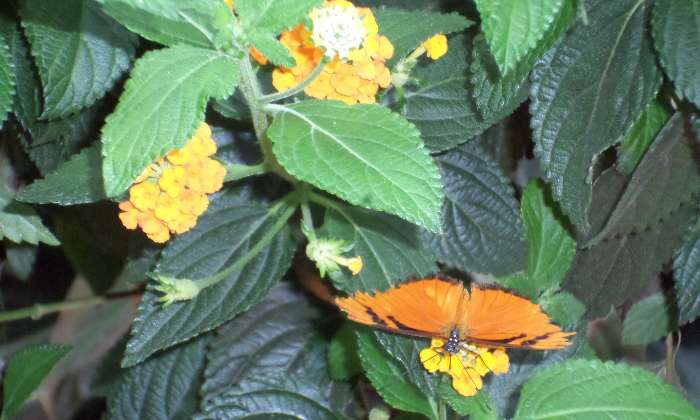 Puzzle gratuit Papillon dans la catégorie Animaux jouable de 24 à 120 pièces.