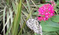 Puzzle Papillon