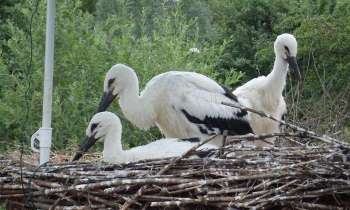 Puzzle 15205 - cigognes