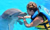 Puzzle Baignade avec un dauphin