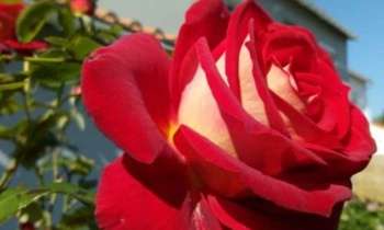 7787 | rose velours - rose odorante en gros plan