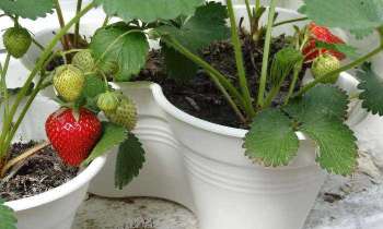 5352 | Plants de fraisiers - Fraises dans des pots