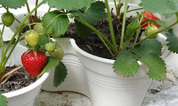 puzzle Plants de fraisiers, Fraises dans des pots