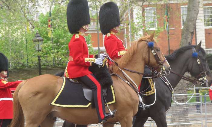 Puzzle gratuit défilé royal anglais dans la catégorie Animaux jouable de 24 à 120 pièces.