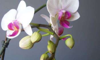 5375 | Floraison d'une orchidée - 