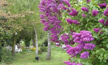 Puzzle 12542 - coin de jardin au printemps