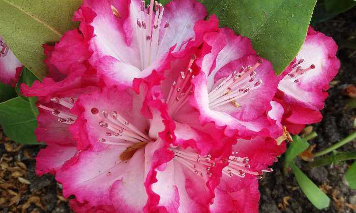 puzzle Fleur, rododendron