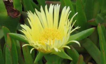 Puzzle fleurs - catégorie Paysages & Fleurs, puzzle gratuit en ligne