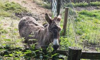 Puzzle 14969 - Ane du Cotentin