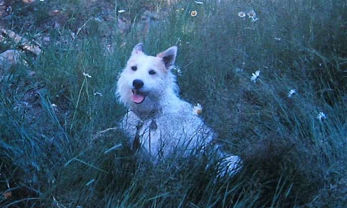 Puzzle gratuit Tom le Fox terrier dans la catégorie Animaux jouable de 24 à 120 pièces.