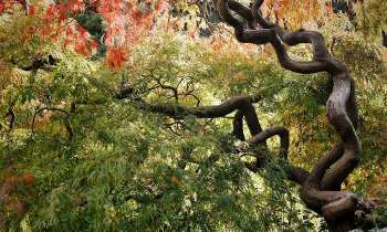 Puzzle 14961 - Branches d'arbre