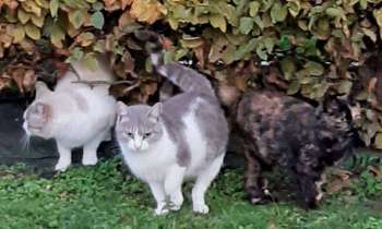 5460 | Les chats - Belle famille !!