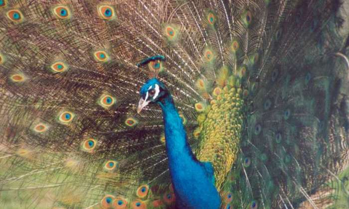 Puzzle gratuit Un paon mâle dans la catégorie Animaux & Faune sauvage jouable de 24 à 120 pièces.