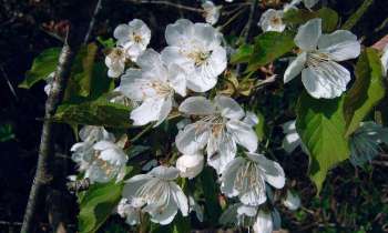 Puzzle fleurs - catégorie Paysages & Fleurs, puzzle gratuit en ligne