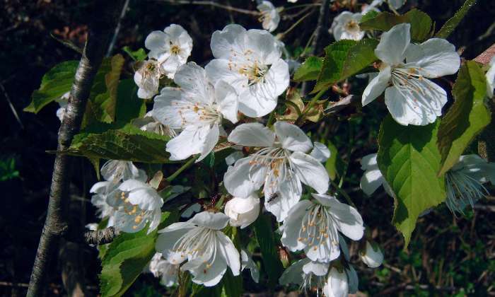 Puzzle gratuit fleurs dans la catégorie Paysages & Fleurs jouable de 24 à 120 pièces.