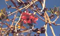 Puzzle Arbuste en fleurs