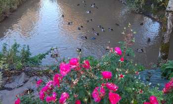 Puzzle la mare aux canards - catégorie Paysages & Fleurs, puzzle gratuit en ligne