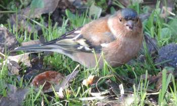 Puzzle 15189 - pinson