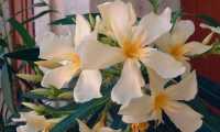 Puzzle Fleurs