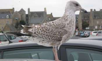 Puzzle Le pigeon - catégorie Animaux, puzzle gratuit en ligne