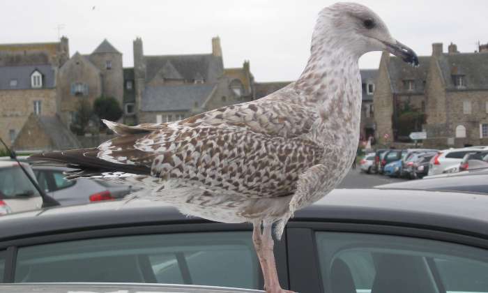 Puzzle gratuit Le pigeon dans la catégorie Animaux jouable de 24 à 120 pièces.