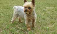 Puzzle un chien