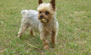 Puzzle 12579 - un chien