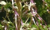 Puzzle Orchidée
