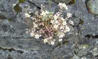 Puzzle Sedum