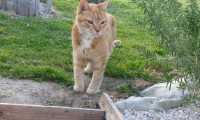 Puzzle un vieux chat