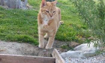 Puzzle 13138 - un vieux chat