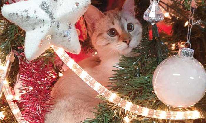puzzle chat de Noël, Voici le chat de ma petite fille, il a trouvé sa place dans le sapin ! Une magnifique petite boule de poils parmi les étoiles et boules de Noël