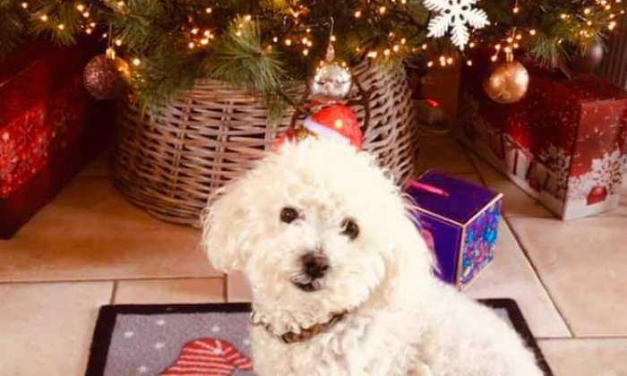 puzzle Bichon blanc au pied du sapin, Miss Dolly qui semble attendre Noël comme les enfants !