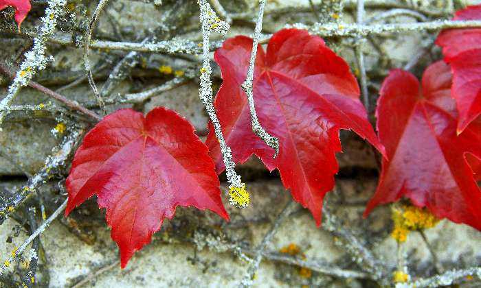 puzzle Feuilles rouges, feuilles mortes en automne ...