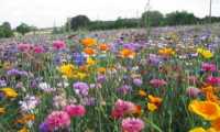 Puzzle Champ de fleurs