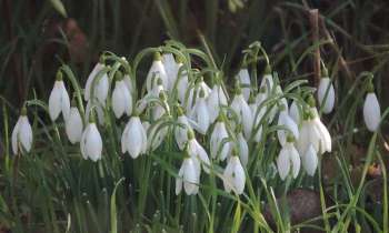 Puzzle 14719 - perce-neige