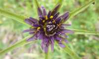 Puzzle fleur de salsifis austral