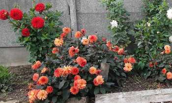 6142 | Les dahlias - Fleurs de toute les couleurs !!