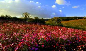 Puzzle 14686 - Des fleurs ...