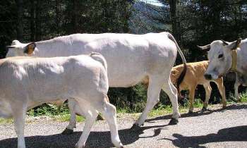 5534 | Vaches - Troupeaux de vaches montant à l'estive