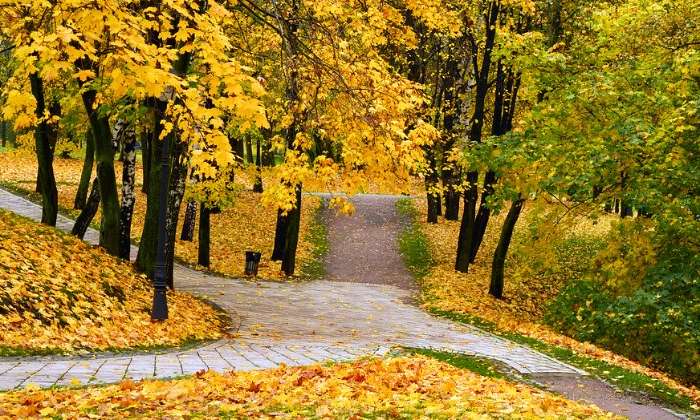 puzzle Parc en automne, Les feuilles mortes à la croisée des chemins