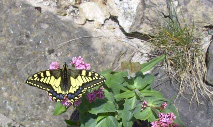 puzzle papillon jaune et noir, Papillon jaune et noir sur fleur de centhrante lilas contre un vieux mur de pierres sèches