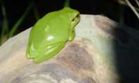Puzzle Petite grenouille