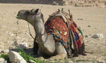 5744 | Repos - Dromadaire au pied des pyramides (Egypte)