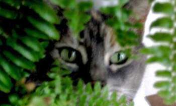 5563 | Jouons au cache-cache - Photo de l'un de mes beaux chats, prise à mon domicile.