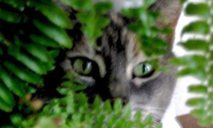 puzzle Jouons au cache-cache, Photo de l'un de mes beaux chats, prise à mon domicile.