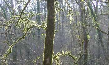 Puzzle sous-bois en contre-jour - catégorie Paysages & Fleurs, puzzle gratuit en ligne