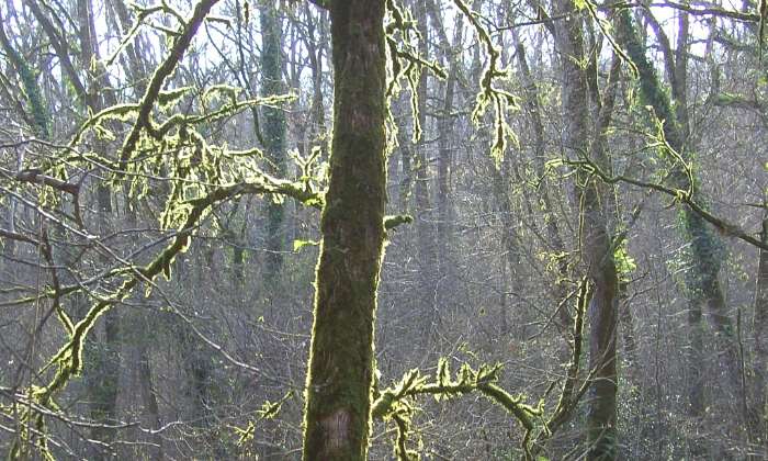 Puzzle gratuit sous-bois en contre-jour dans la catégorie Paysages & Fleurs jouable de 24 à 120 pièces.