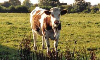 5612 | Jeune vache - Prunelle génisse de Race Normande !!!