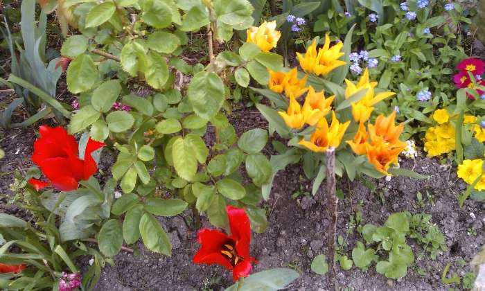 puzzle Fleurs de printemps, Fleurs de mon jardin !!